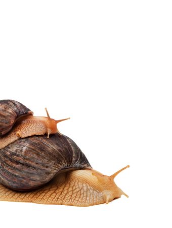 Two brown snail isolated on white backgroundの写真素材