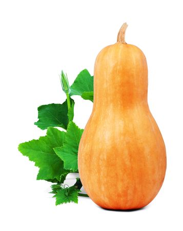 Orange pumpkin isolated  on a white backgroundの写真素材