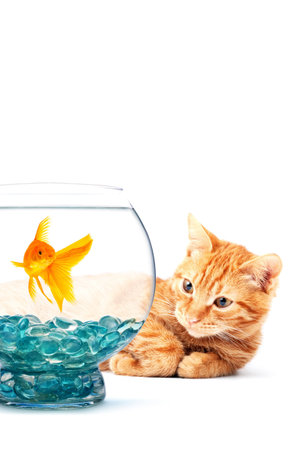 Cat playing with goldfish isolated on white backgroundの写真素材