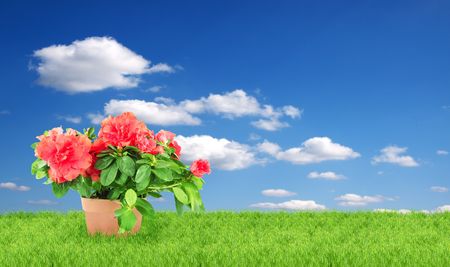 Flower in a flowerpot. Shot in a studioの写真素材
