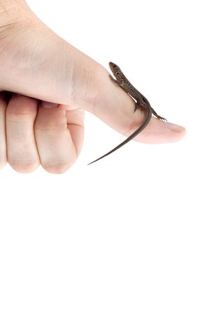 Lizard in the hand isolated on white backgroundの写真素材
