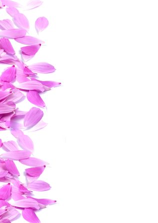 Flowers without leaves isolated on white backgroundの写真素材
