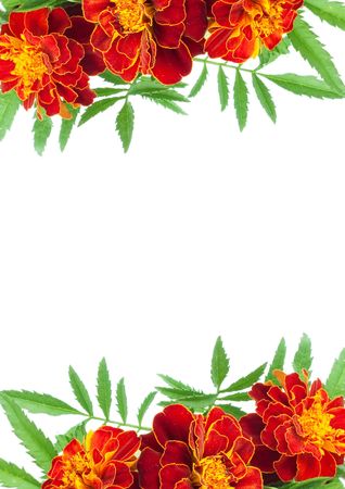 Flowers without leaves isolated on white backgroundの写真素材