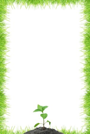 Isolated green grass on a white background
の写真素材