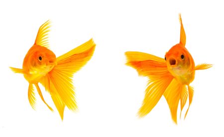 Gold fishes isolated on a white backgroundの写真素材