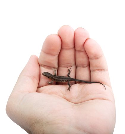 Lizard in the hand isolated on white backgroundの写真素材