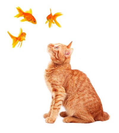 Cat playing with goldfishes isolated on white backgroundの写真素材