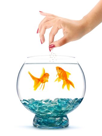 Goldfish in aquarium  isolated on a white backgroundの写真素材