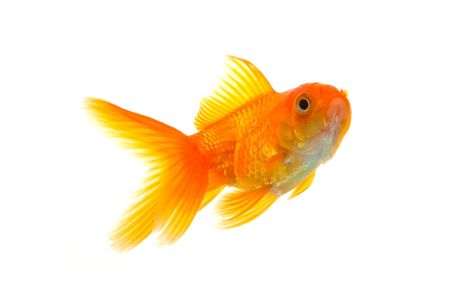 Gold fish isolated on a white backgroundの写真素材