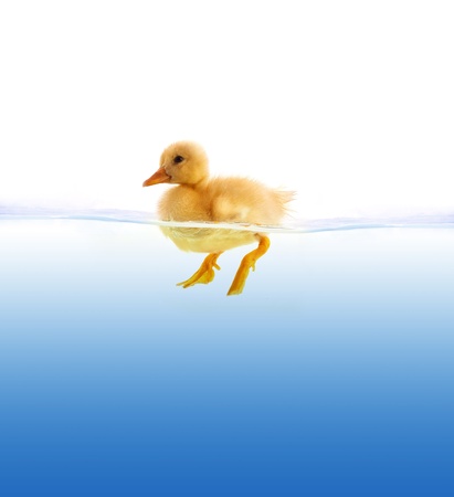 The yellow duckling swimming isolated on a white background の写真素材