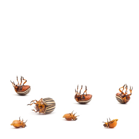 Dead a colorado potato beetles isolated on whiteの写真素材