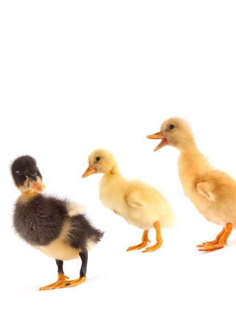 The black small duckling isolated on a white backgroundの写真素材