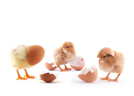 The yellow small chick with egg isolated on a white backgroundの写真素材