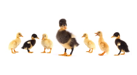 The black small duckling isolated on a white backgroundの写真素材