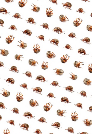 Live and dead a colorado potato beetlesの写真素材