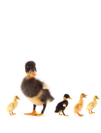 The black small duckling isolated on a white backgroundの写真素材