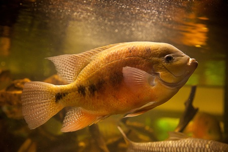 A green beautiful planted tropical freshwater aquarium with fishの写真素材