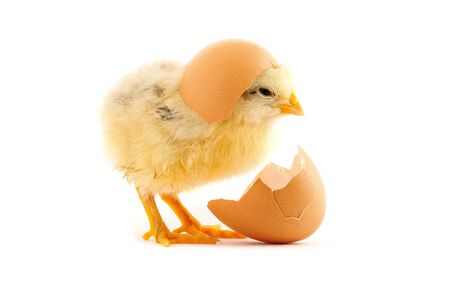 The yellow small chicks with egg isolated on a white backgroundの写真素材