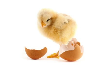 The yellow small chicks with egg isolated on a white backgroundの写真素材