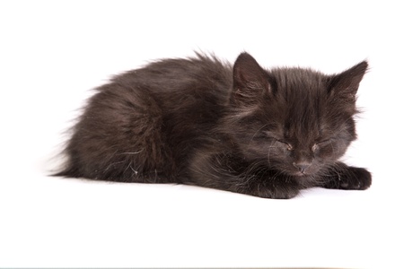 Cute black small kitten isolated on a white backgroundの写真素材