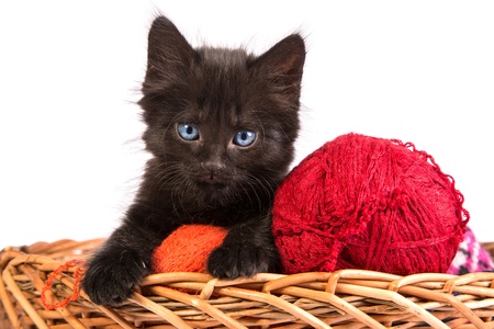 Black kitten playing with a red ball of yarn isolated on a white backgroundの写真素材