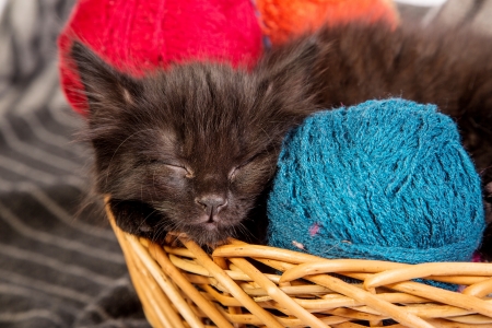 Black kitten playing with a red ball of yarn isolated on a white backgroundの写真素材