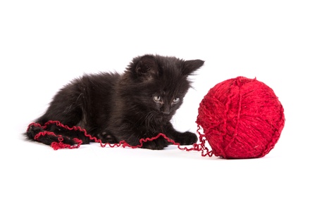 Black kitten playing with a red ball of yarn isolated on a white backgroundの写真素材