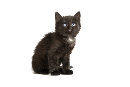 Cute black small kitten isolated on a white backgroundの写真素材
