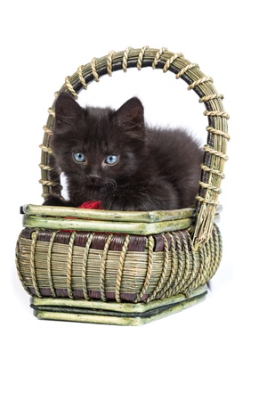 Black kitten playing with a red ball of yarn isolated on a white backgroundの写真素材