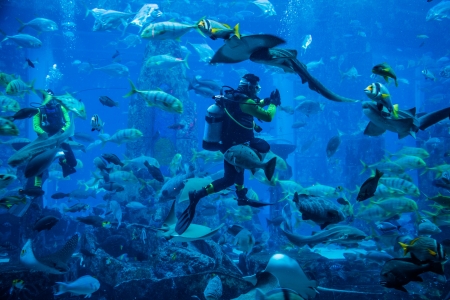 DUBAI, UAE - NOVEMBER 14: Huge aquarium in a hotel Atlantis on the Palm islands. Diver feeding fishes. Dubai November 14, 2012 in Dubai, United Arab Emiratesのeditorial素材