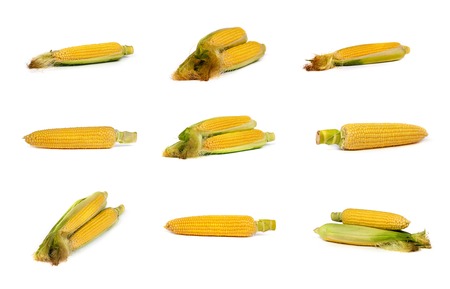 set of corn on the cob, with husk removed, isolated on white.の写真素材