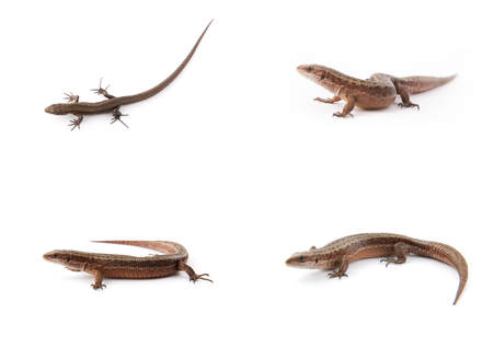 Set of small lizards on a white backgroundの写真素材