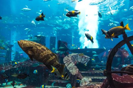 Photo of a tropical fish on a coral reef in Dubai aquariumの写真素材