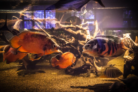 Shoal of tropical piranha fishes in freshwater aquariumの写真素材