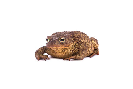 Forest toad Isolated on a white background. Green frogの写真素材