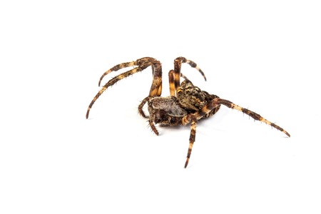 Big brown spider on a whtie backgroundの写真素材