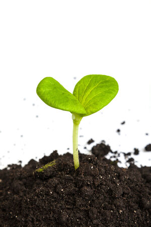 Heap dirt with a green plant sprout isolated on white backgroundの写真素材