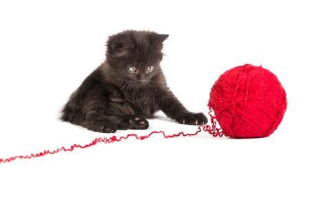 Black kitten playing with a red ball of yarn isolated on a white backgroundの写真素材
