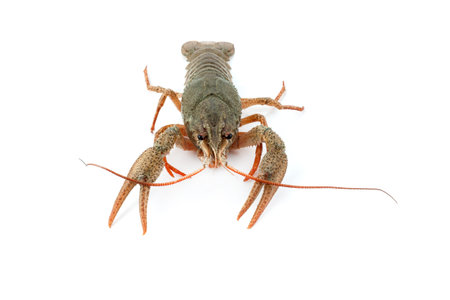 River raw crayfish closeup on white background