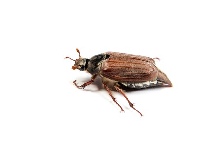 May bug isolated on the white backgroundの写真素材