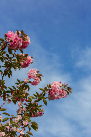 Artificial Sakura flowers, is on blue sky background