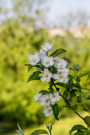 White flowers of the cherry blossoms on a spring day in the parkの写真素材