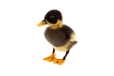 The black small duckling isolated on a white の写真素材
