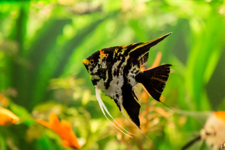 A green beautiful planted tropical freshwater aquarium with fish pterophyllum scalare