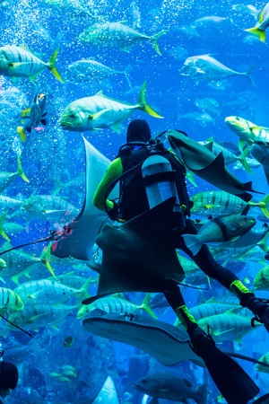 DUBAI, UAE - SEPTEMBER 30: Large aquarium in Hotel Atlantis (1,539 spacious guest rooms including 166 suites) on man-made island of Palm Jumeirah at September 30, 2012 in Dubai, United Arab Emirates.のeditorial素材