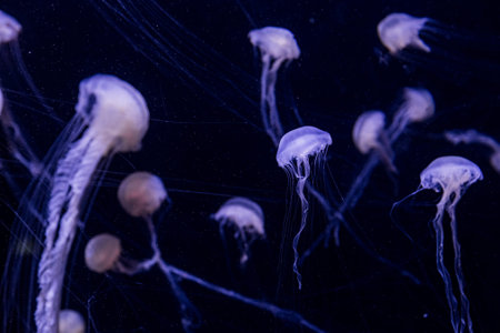 Chrysaora fuscescens is a common free-floating scyphozoa that lives in the Pacific Ocean, and is...