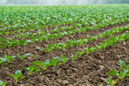 Landscape view of a freshly growing cabbage field.の写真素材