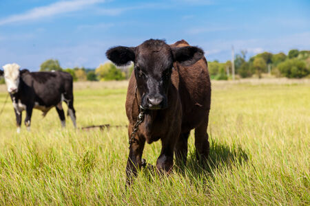 Cow and calf on a green dandelion field, Blue skyの写真素材
