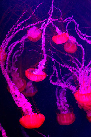 Chrysaora fuscescens is a common free-floating scyphozoa that lives in the Pacific Ocean, and is...