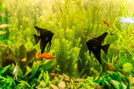A green beautiful planted tropical freshwater aquarium with fish pterophyllum scalareの写真素材